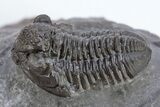 Detailed Gerastos Trilobite Fossil - Morocco #222263-1